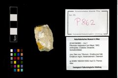 Foto (Objekt + Etikett) von Pithonoton marginatum (von Meyer, 1842)  (NHMW-GEO-2014-0194-0862)